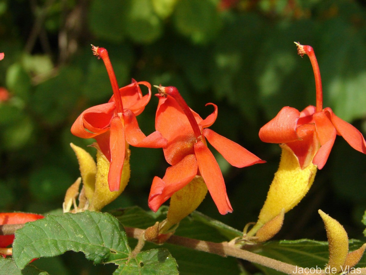 Helicteres isora L.